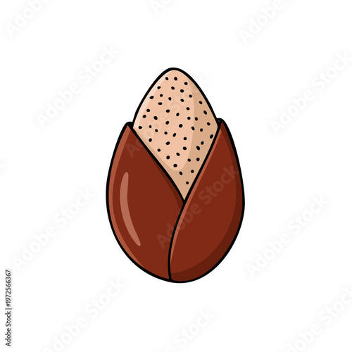 Simple Cartoon Illustration of a Single Raw Shea Nut with Brown Outer Shell and Speckled Inside