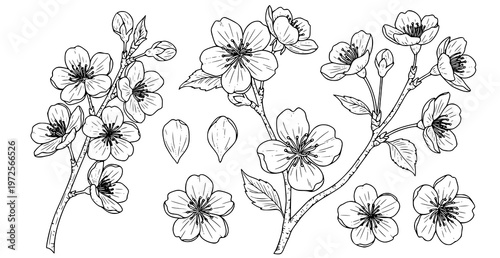 Hand drawn sakura flowers line art vector set with cherry blossom branches petals and buds minimal illustration