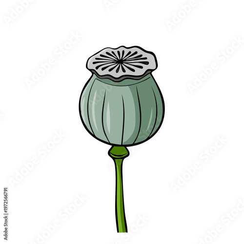 Detailed Illustration of a Single Green Poppy Seed Pod on a Stem with Radial Top Detail