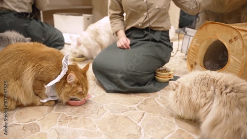 猫カフェのご飯タイム