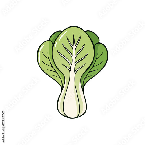 Fresh Green Bok Choy Vegetable Illustration Simple Outline Style Healthy Eating Ingredient
