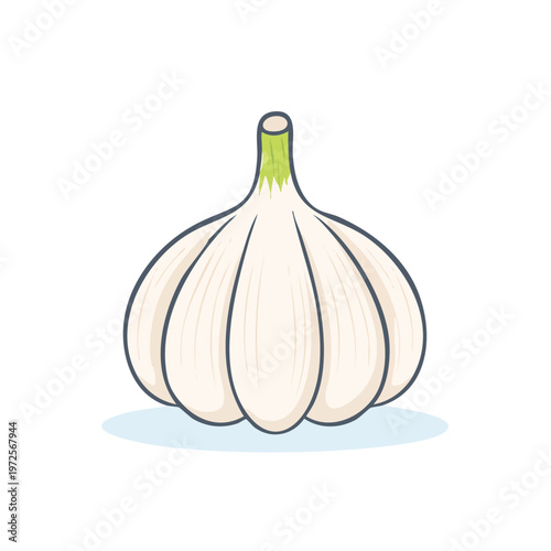 Fresh Garlic Bulb Illustration Vibrant Healthy Ingredient for Cooking and Aromatherapy