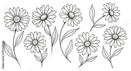 Hand-drawn botanical illustration of various daisy flowers with leaves.