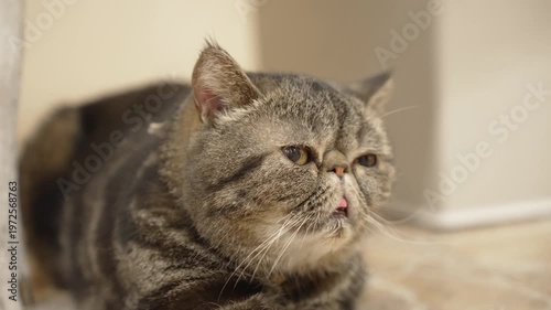 リラックスしているエキゾチックショートヘアの猫