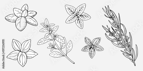 Botanical illustration of various herbs and aromatic plant leaves