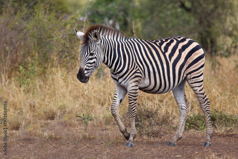 Obraz premium Steppenzebra / Burchell's zebra / Equus quagga burchellii
