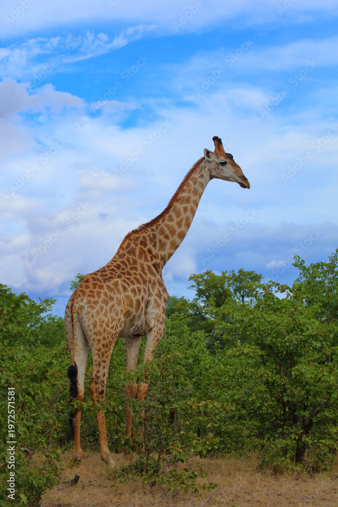 Obraz premium Giraffe / Giraffe / Giraffa camelopardalis