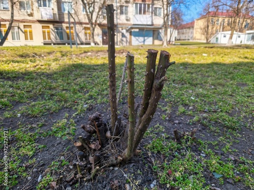 Small tree trunk growing in urban grass area showing natural plant detail and environment with soil and greenery in realistic outdoor composition scene