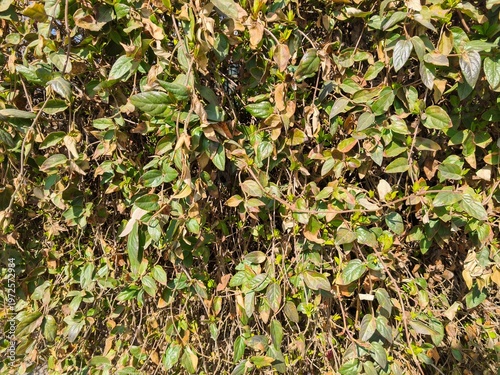 Dense green leaves forming natural background texture with organic pattern and foliage detail in outdoor environment captured in realistic composition view