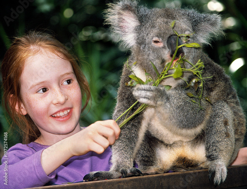 Photography Koala Bear