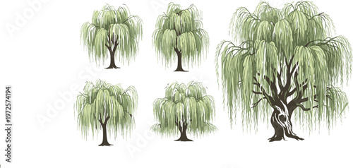 Five willow trees illustration, black and white line drawing, cascading foliage trunks branches, botanical growth stages artwork, natural decorative design composition