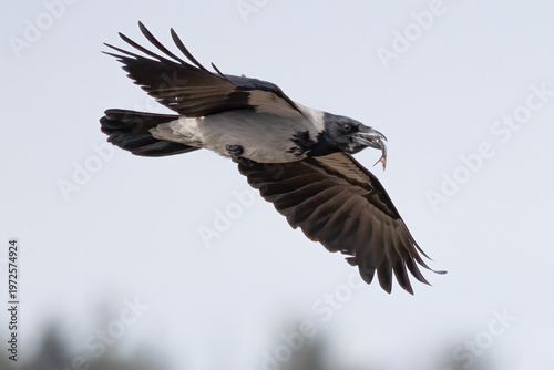 hooded crow