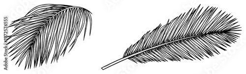 Vintage woodcut style hand drawn illustration of exotic bird feathers or palm fronds