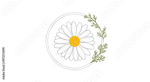 White daisy flower with a yellow center inside a thin circular frame with green fern leaves on white background for flora art.