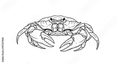 Detailed black and white line art illustration of a crab showing its pincers and anatomy on a plain white background.