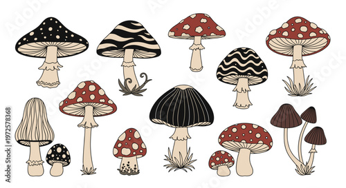 Collection of various mushroom species with different patterns and colors illustrated in a natural history style.