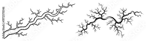 Set of hand drawn vintage engraving style gnarled tree branches without leaves on white background