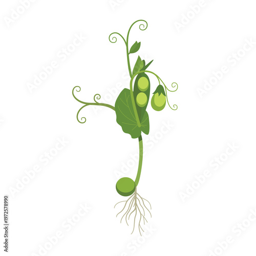 Flat Cartoon Style Green Pea Sprout Plant Development Stage Illustration