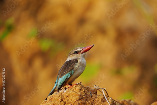 Brown-hooded kingfisher bird in African Nyerere National Park in TANZANIA