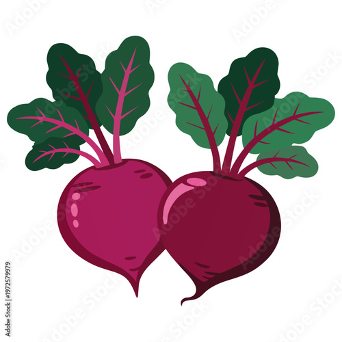 Beetroot Vegetable Vector Illustration Fresh Organic Beets with Leaves Isolated