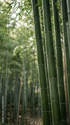 A serene display of bamboo ...