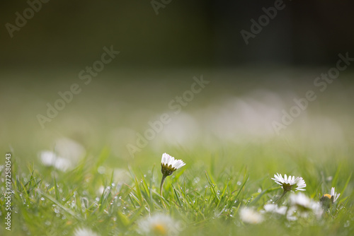 Photos Low angle daisy with dew drops and soft bokeh meadow