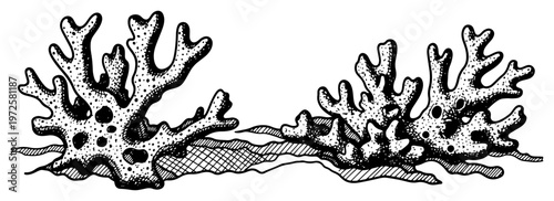 Hand drawn landscape of coral organisms and seabed with cross hatched shading in ink