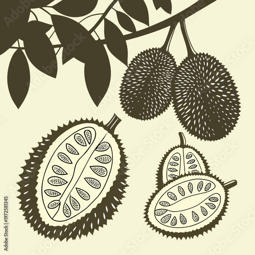 Durian Fruit Botanical Vintage Style Illustration