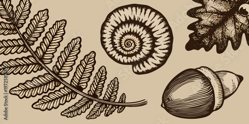 Vintage botanical illustration featuring ferns ammonite and an oak acorn