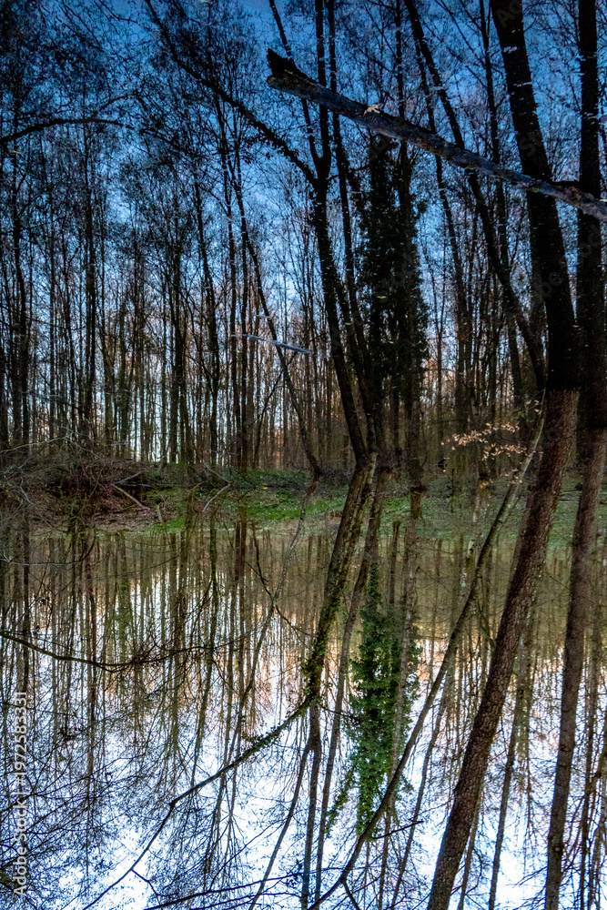 Obraz premium Spegellung an einem kleinen Waldsee