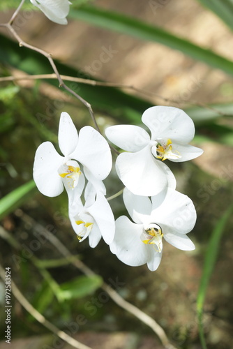 Moon Orchid From Borneo Forest