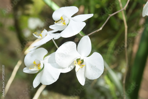 Moon Orchid From Borneo Forest