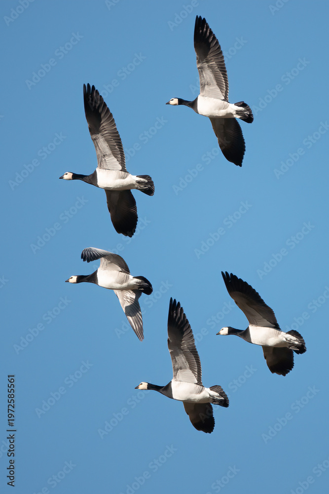 Obraz premium Barnacle Goose