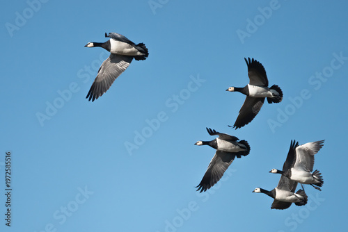 Barnacle Goose