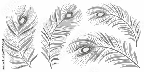 Elegant peacock feathers displayed in a grayscale botanical illustration