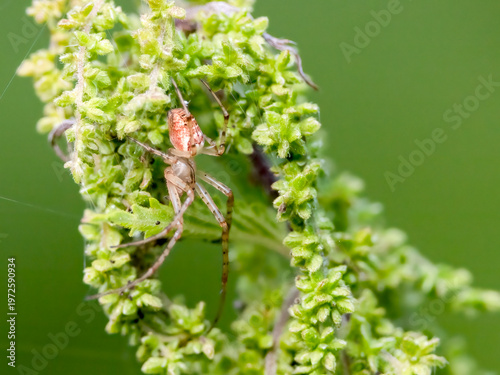 European cave spider
