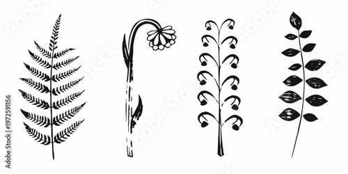 Botanical illustration of various plant stems and foliage in black ink