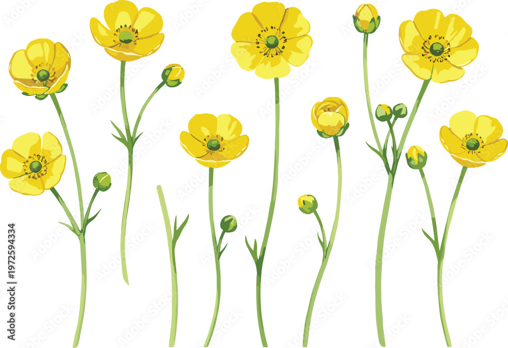 Fototapeta premium Bright Yellow Buttercup Flower Vector Set with Wildflower Blossoms and Buds for Spring Meadow Designs, Floral Stationery, and Natural Garden Backgrounds
