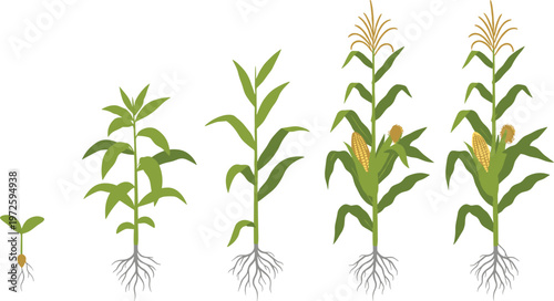 Corn Plant Growth Cycle Vector Illustration Showing Life Stages from Seed Germination and Sprout to Mature Maize Stalk with Roots for Agriculture and Education