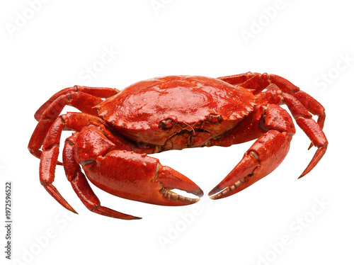 Whole boiled red rock crab featuring glossy textured shell and large claws isolated transparent background image