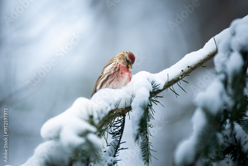 Common Redpoll (Acanthis flammea) on evergreen branch with snow