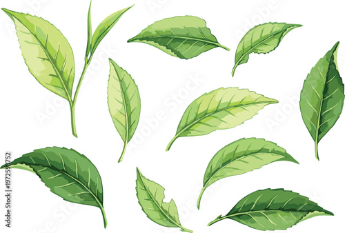 Fresh Green Tea Leaf Vector Set for Organic Matcha Branding Herbal Beverage Packaging and Natural Wellness Product Design
