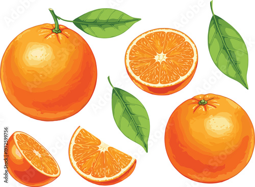 Fresh Orange Fruit Vector Illustration Set with Whole Oranges Slices and Green Leaves for Juice Packaging Healthy Food Labels and Summer Graphic Designs