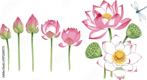 Lotus flower blooming stages set with buds blossoms seed pods and dragonfly botanical illustration vector collection