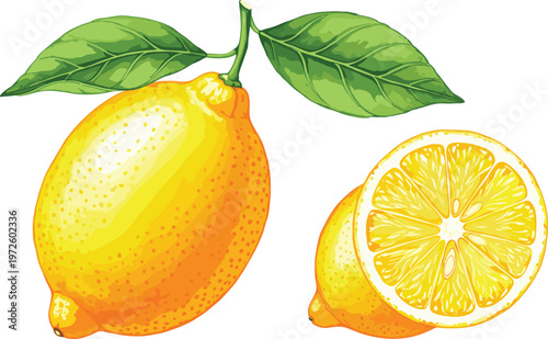 Fresh Yellow Lemon Vector Illustration with Whole Citrus Fruit Green Leaves and Juicy Sliced Half Isolated on White for Organic Beverage Labels and Kitchen Decor