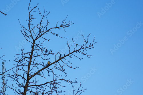 A small yellow bird sits on a tree. Against a blue sky.