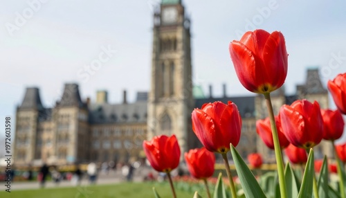 Red tulips blooming in front of the Parliament Hill Peace Tower in Ottawa. Spring season celebration in Canada. Iconic Gothic Revival architecture and floral scenery for travel concept.