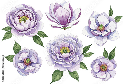 Light Purple Peony and Magnolia Flower Vector Set with Blooming Petals and Green Leaves for Spring Wedding Invitations Romantic Floral Stationery and Beauty Branding