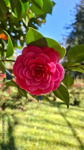 Red camellia flower Camellia japonica blooming in spring garden with natural blurred background
