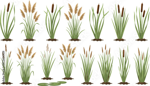 Vector illustration of aquatic wetland plants including cattails, reeds and lily pads
